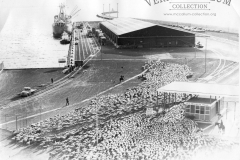 stock being loaded for the live sheep trade  at the port of Portland 1962
photo courtesy of Geoff Blackman