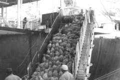 stock being loaded for the live sheep trade  at the port of Portland 1962
photo courtesy of Geoff Blackman