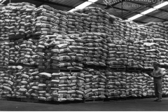 Spray dried milk powder  being loaded  at the port of Portland 1962
photo courtesy of Geoff Blackman